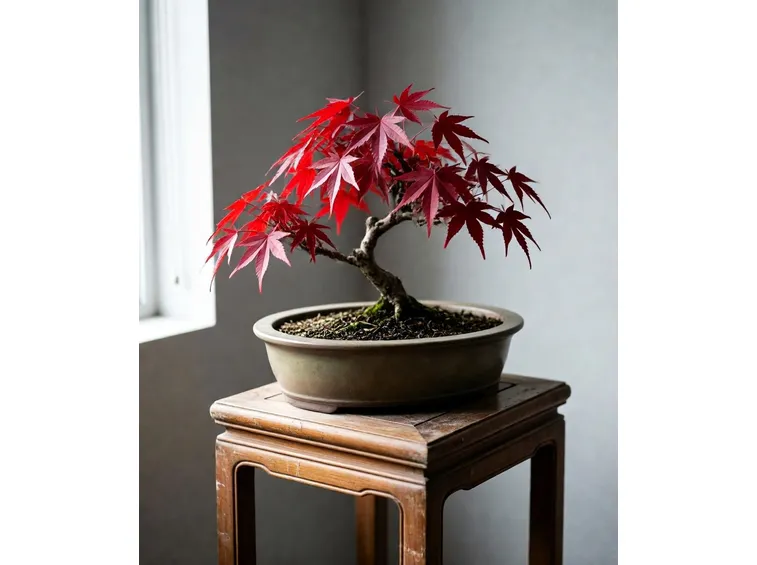 bonsai acero rosso 