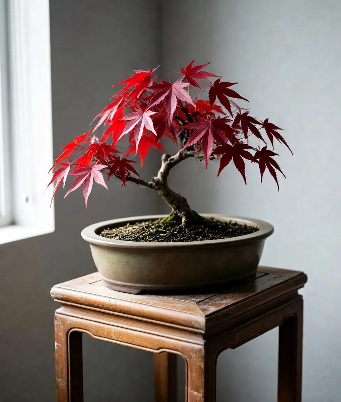 bonsai acero rosso 
