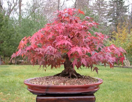 acero bonsai
