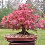 acero bonsai