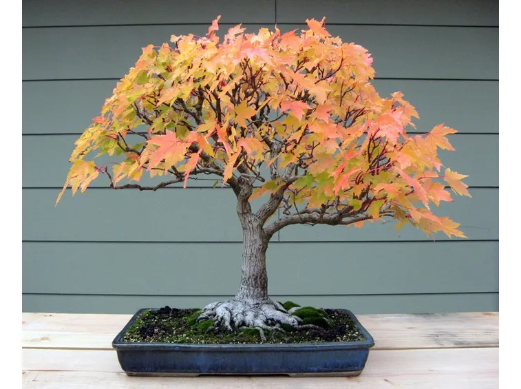 Bonsai acero 1