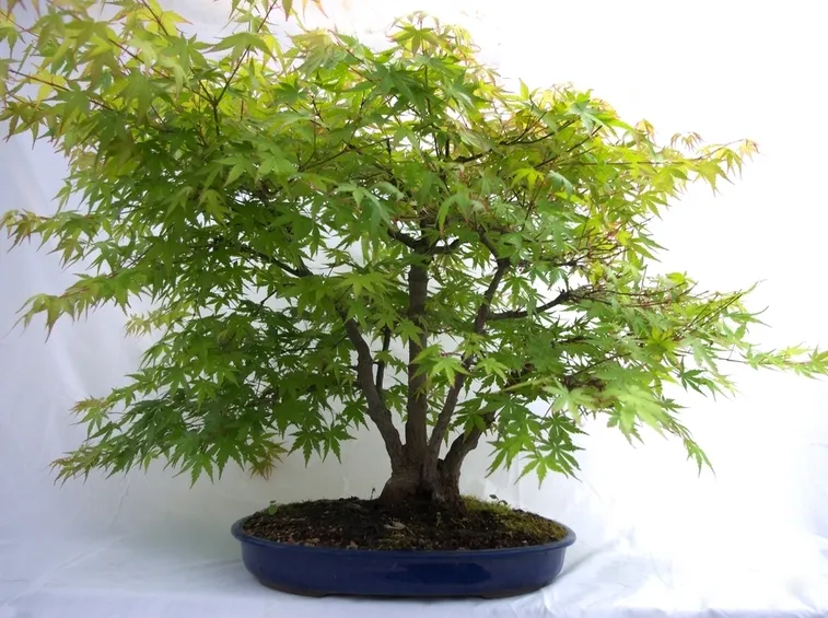 acero bonsai coltivazione