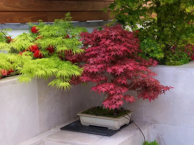 acer palmatum deshojo