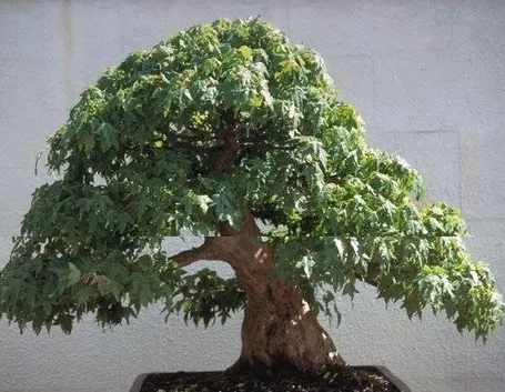 Bonsai artificiale 