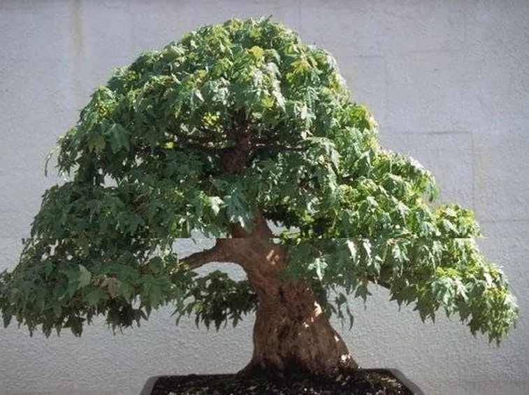 Bonsai artificiale 