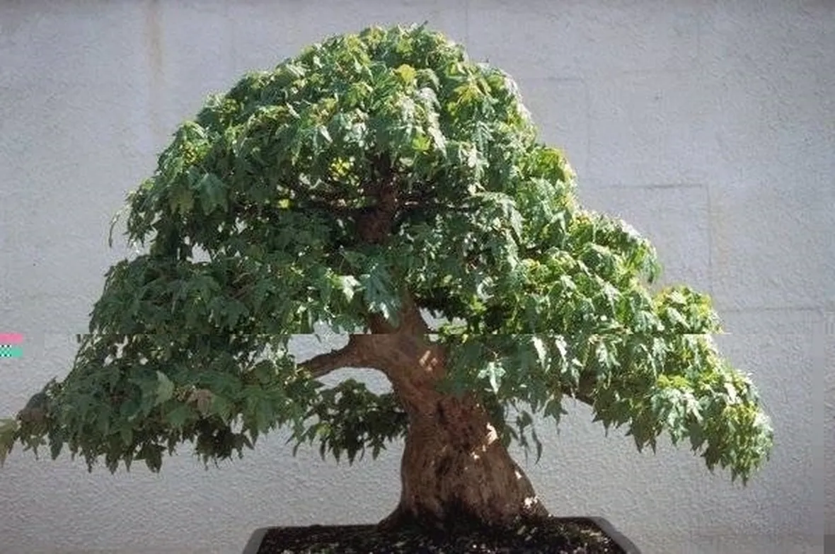 Bonsai artificiale 