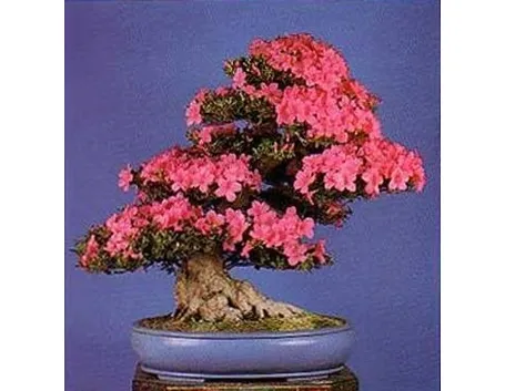 bonsai azalea