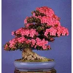 bonsai azalea