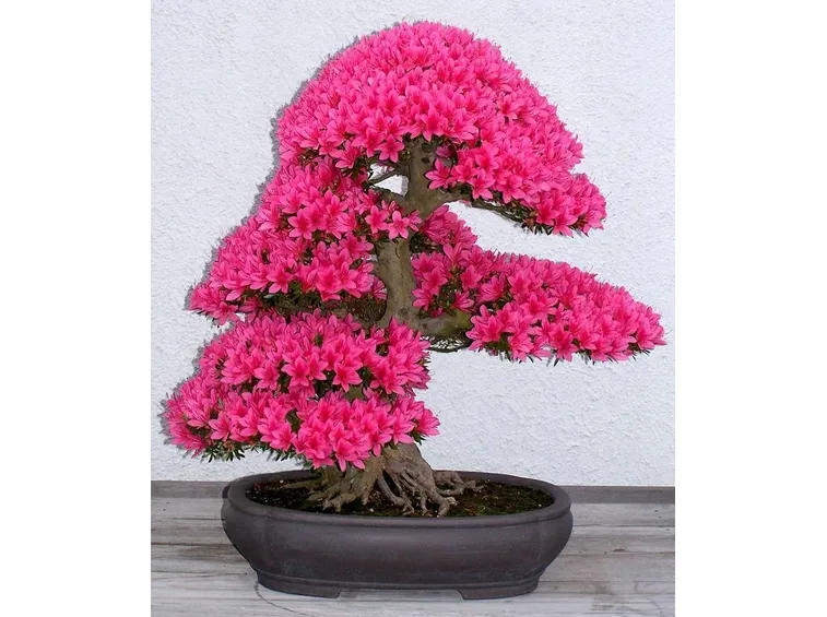 bonsai azalea