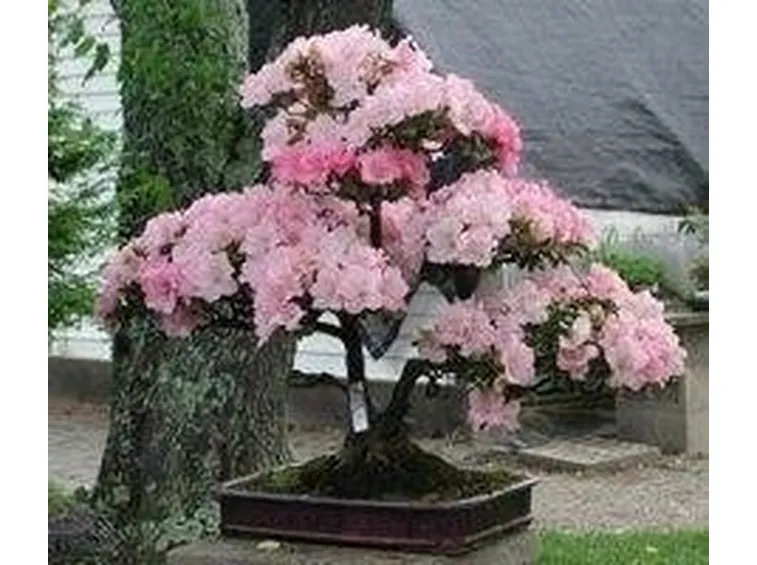 bonsai azalea