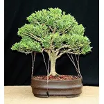 bonsai bosso 