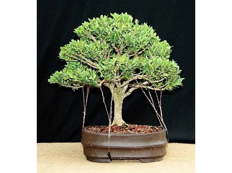 bonsai bosso 