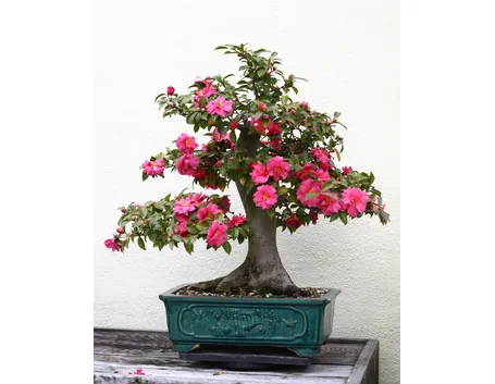 BONSAI CAMELIA 