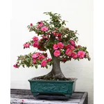 BONSAI CAMELIA 