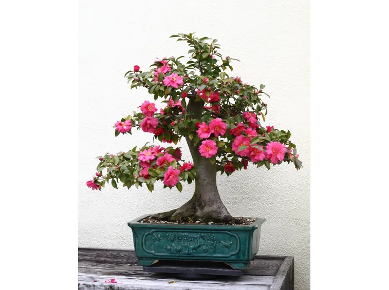 BONSAI CAMELIA 