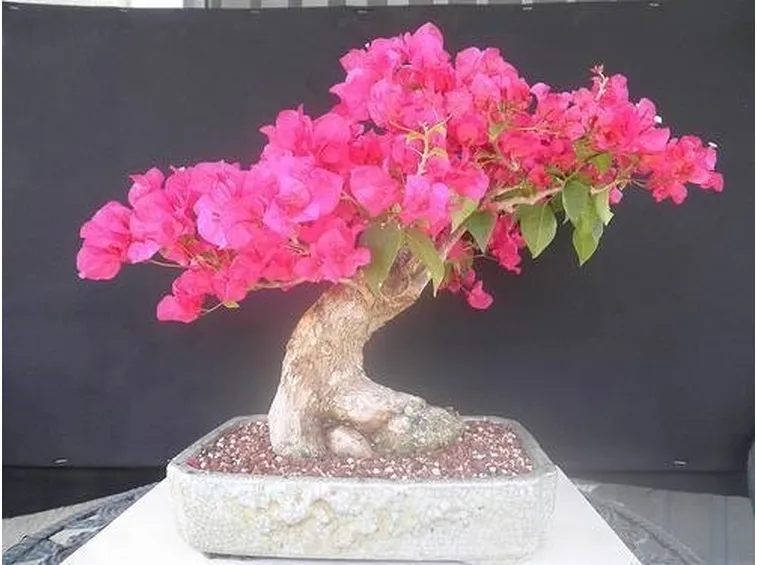BONSAI CAMELIA 
