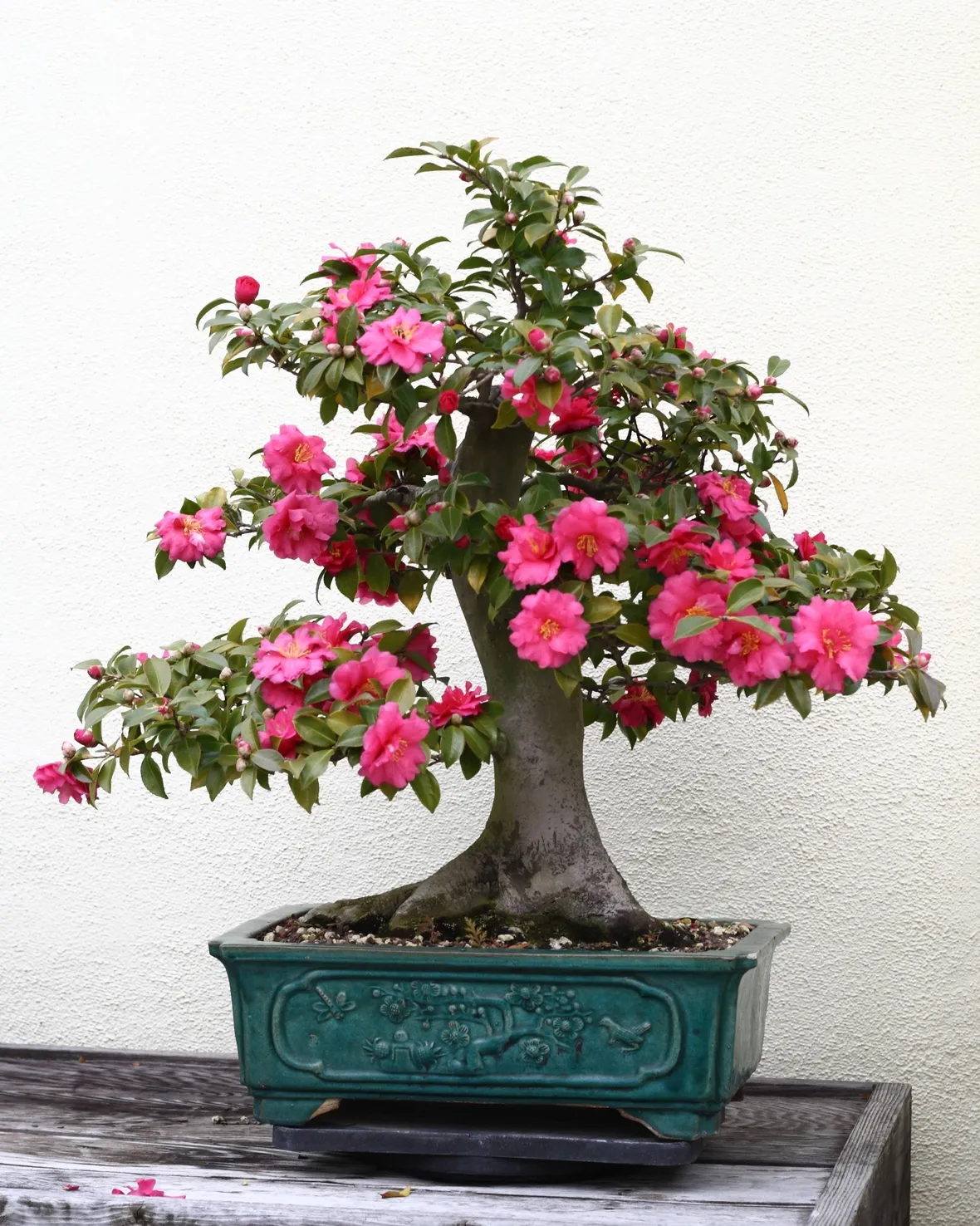 BONSAI CAMELIA 