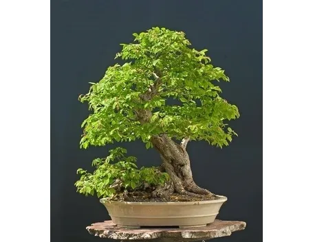 bonsai carpino 