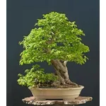 bonsai carpino 