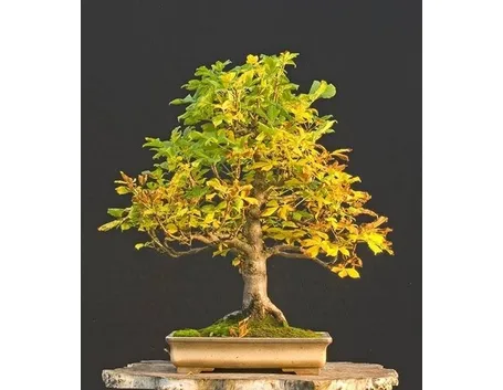 bonsai castagno 