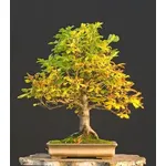 bonsai castagno 