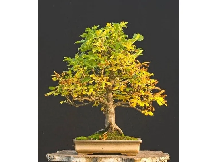 bonsai castagno 