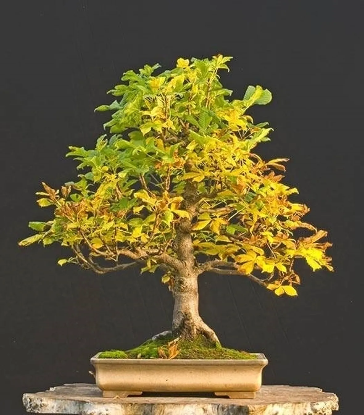 bonsai castagno 