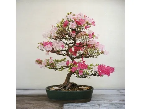 bonsai ciliegio