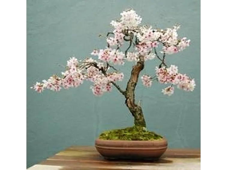 bonsai ciliegio