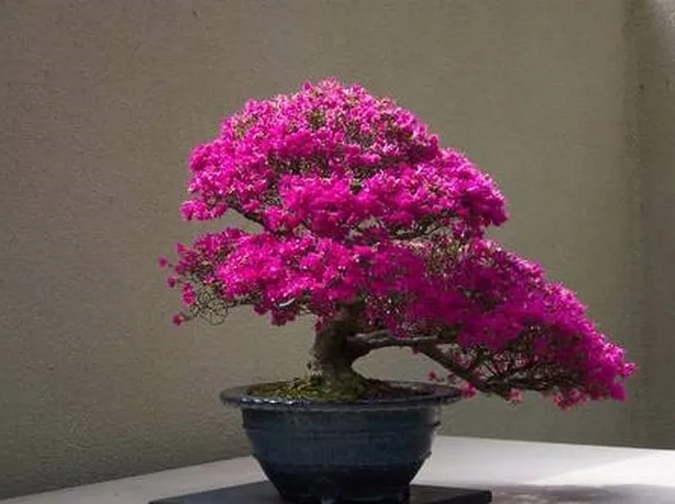 bonsai ciliegio