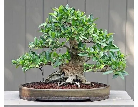 Bonsai ficus benjamin