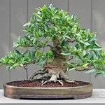 Bonsai ficus benjamin