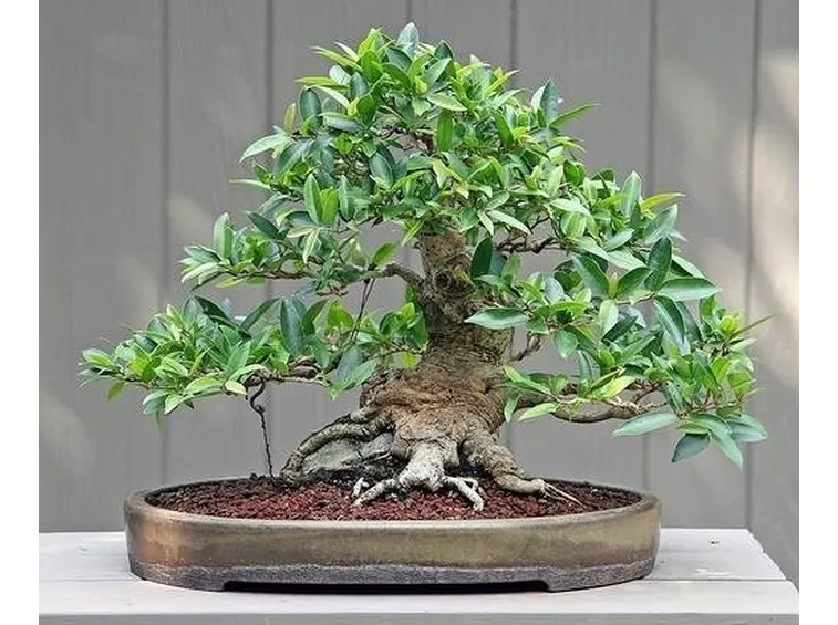 Bonsai ficus benjamin