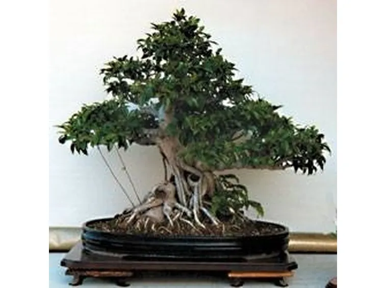 Bonsai ficus benjamin