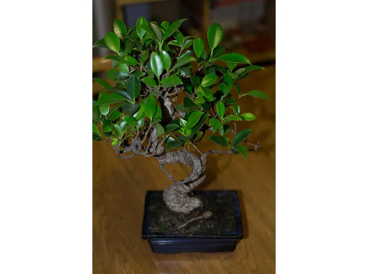 sai ficus benjamin
