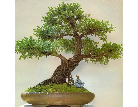 Bonsai Ficus Ginseng