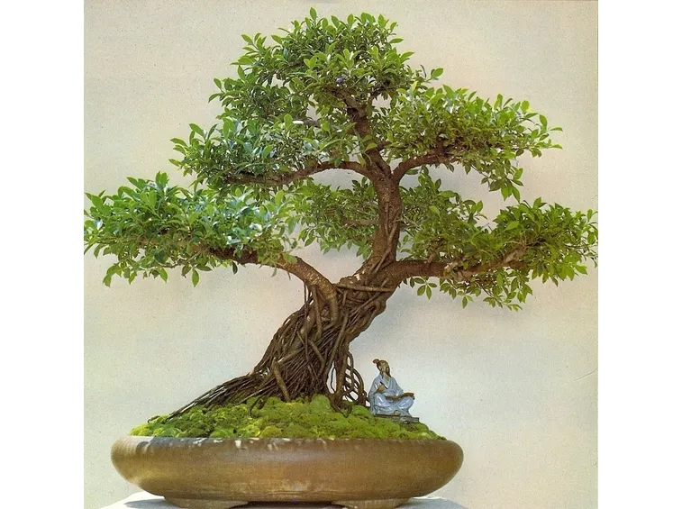 Bonsai Ficus Ginseng