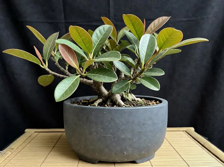 Bonsai Ficus Ginseng a foglie più larghe