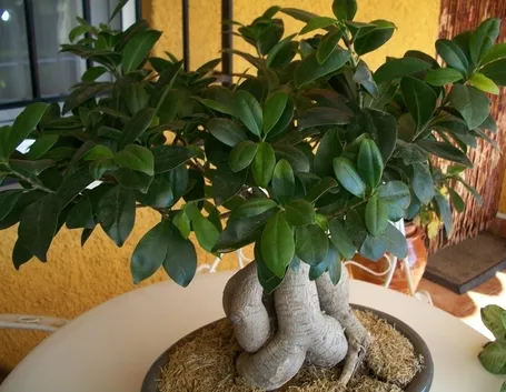 ficus ginseng bonsai
