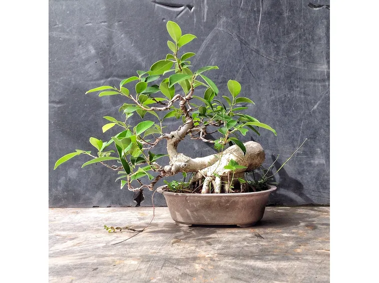 esempio di ficus ginseng bonsai 