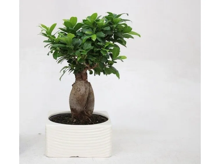ficus ginseng