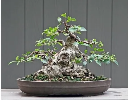 BONSAI FICUS MICROCARPA 