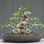 BONSAI FICUS MICROCARPA 