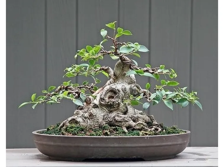 BONSAI FICUS MICROCARPA 