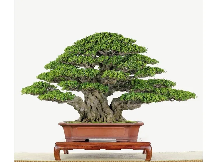 BONSAI FICUS MICROCARPA 