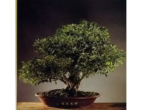 Bonsai ficus retusa