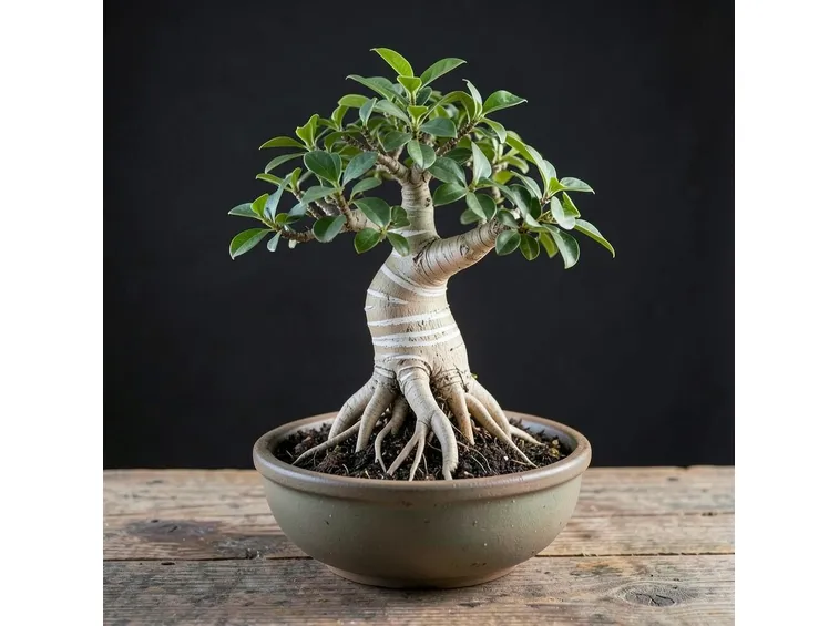 Bonsai ficus retusa
