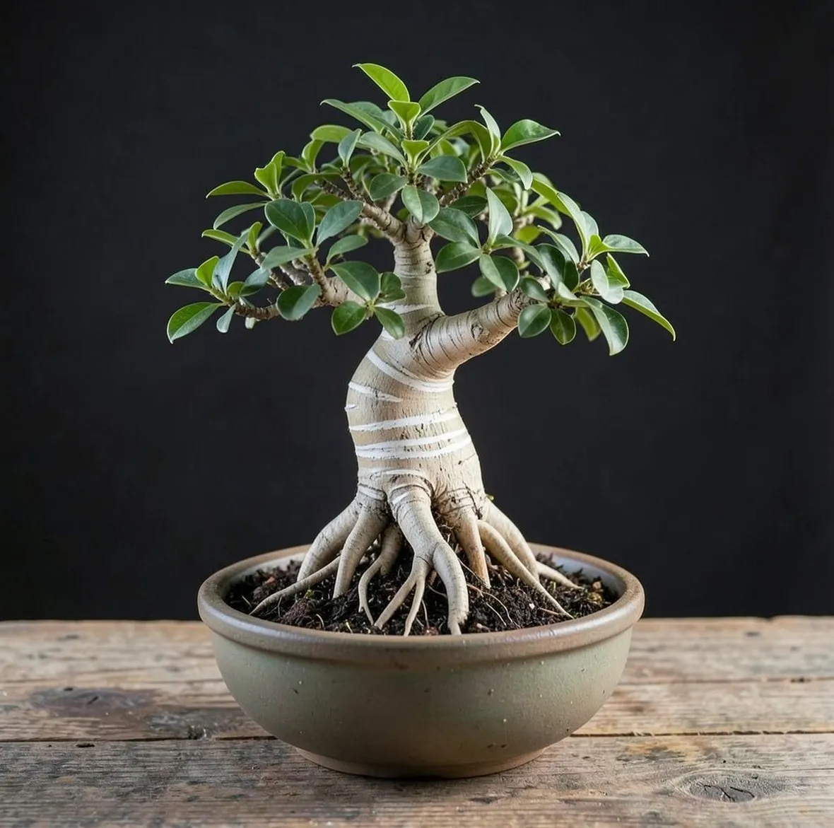 Bonsai ficus retusa