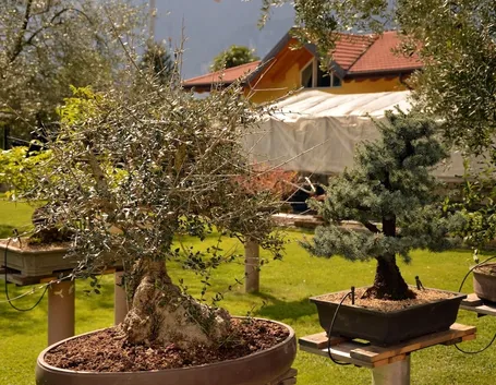 Bonsai di ulivo