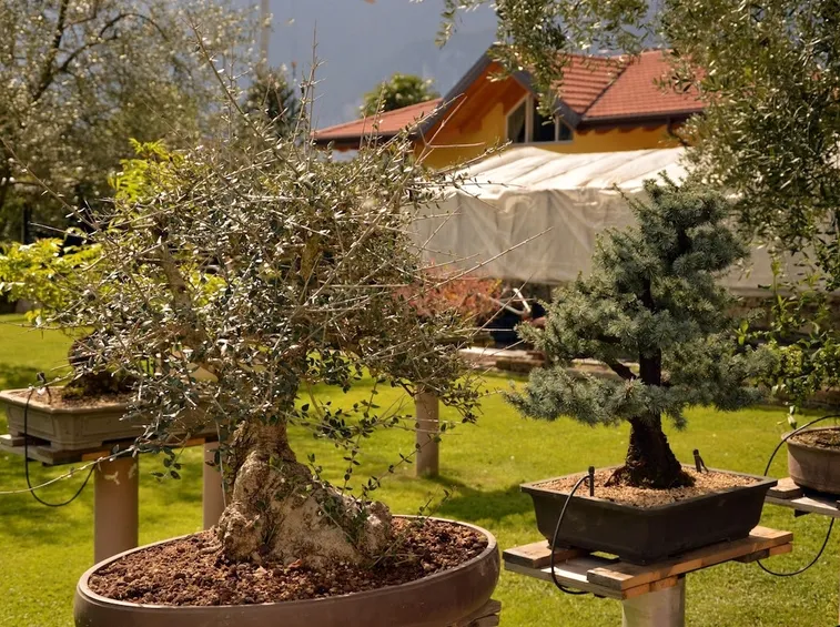 Bonsai di ulivo
